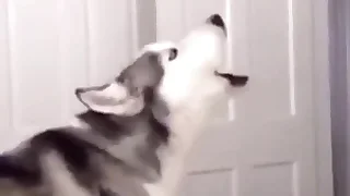 Furry Gay XXX 38